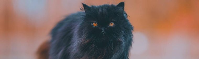 A Cat-Sitting Gig in Rome That Changed Everything