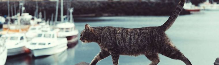 Best Pets for People Who Travel: Choosing the Ideal Travel Companion