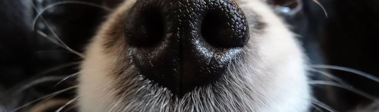 Can I Leave a Muzzle on My Dog at Night? Key Safety Tips