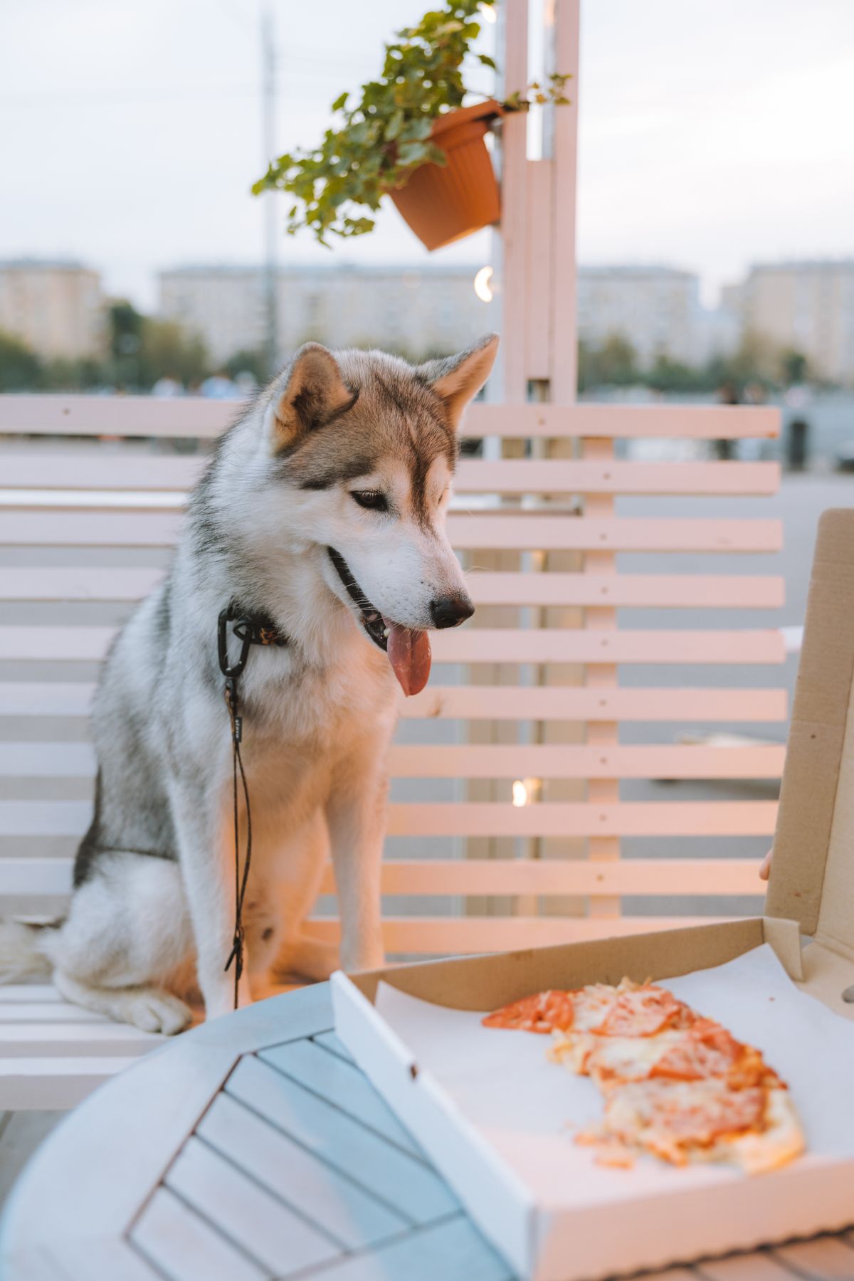 Foods and Plants That Are Dangerous for Pets: What Not to Keep Within Reach