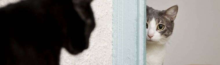 Do Cats Get Jealous? Understanding Feline Behavior