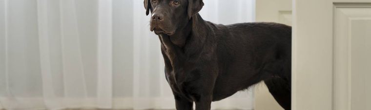 Do Dogs Miss Their Owners