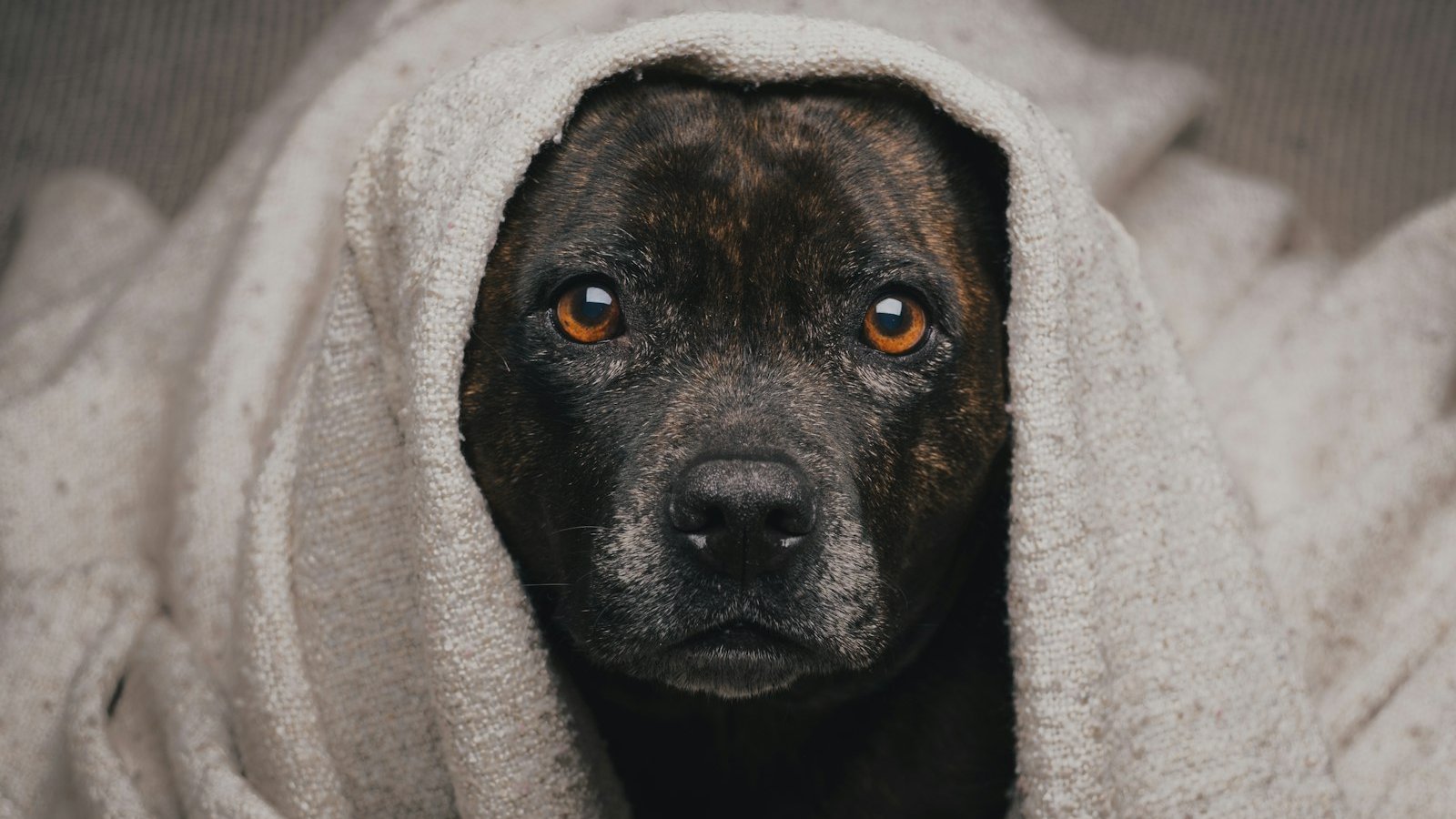 Fireworks Season: How to Keep Your Dog and Cat Calm