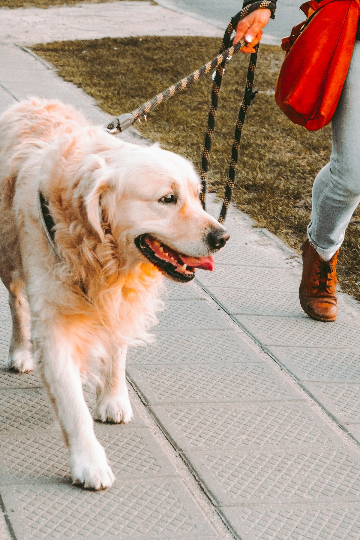 How to Handle Your First Walk With an Unfamiliar Dog