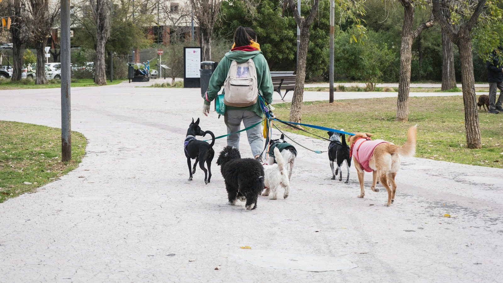 Group Dog Walking: How to Walk Several Dogs at Once Safely