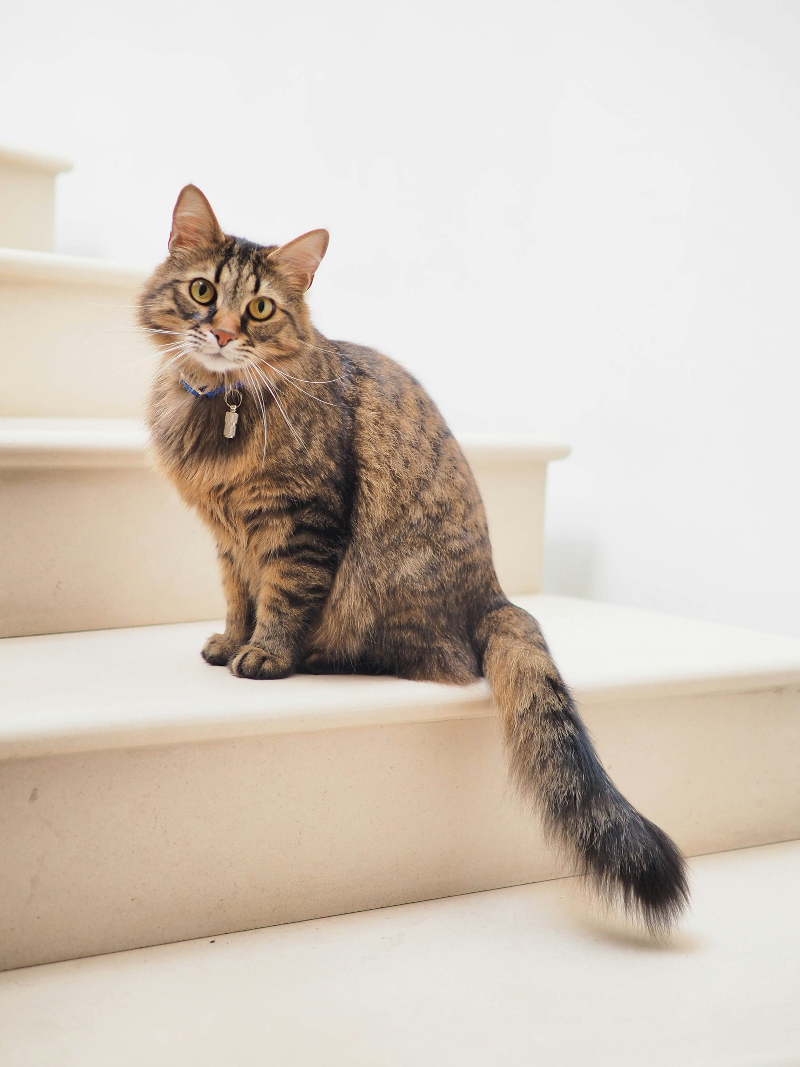 Helping Your Cat Settle Into a New Home: A First-Week Guide