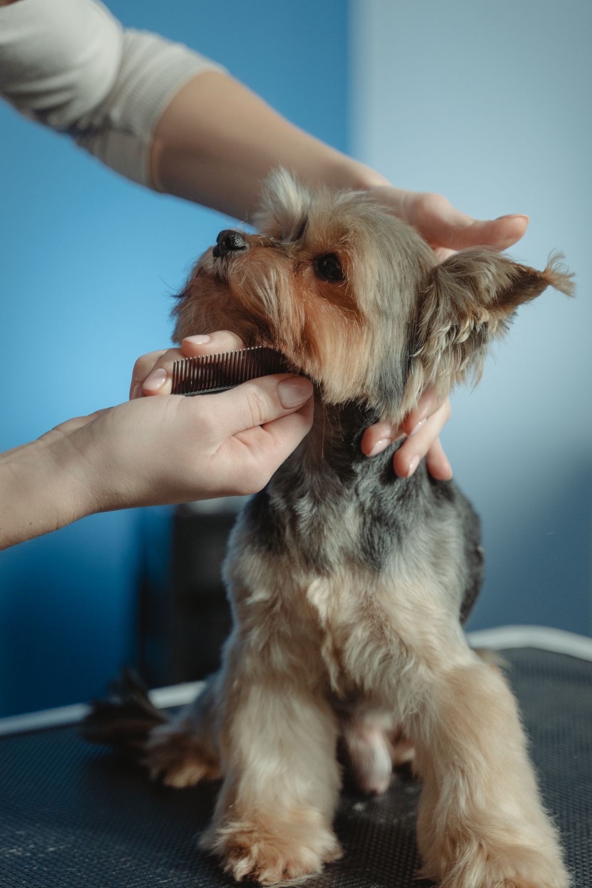 Home Grooming: Basic Coat Care for Dogs and Cats