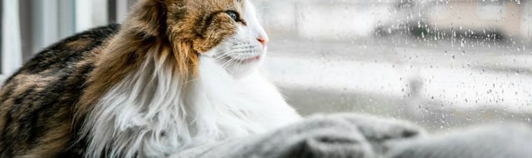 How Long Can You Leave a Cat Alone?