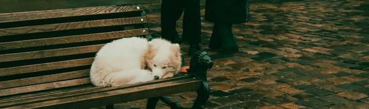 How Long Can You Leave a Dog Alone?