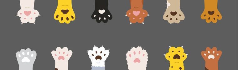 How Many Cats Is Too Many | Signs You Have Too Many Cats