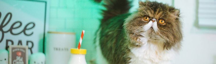 How Much Does a Cat Cost in 2025?