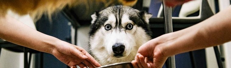 How Much Does a Dog Cost in 2025?