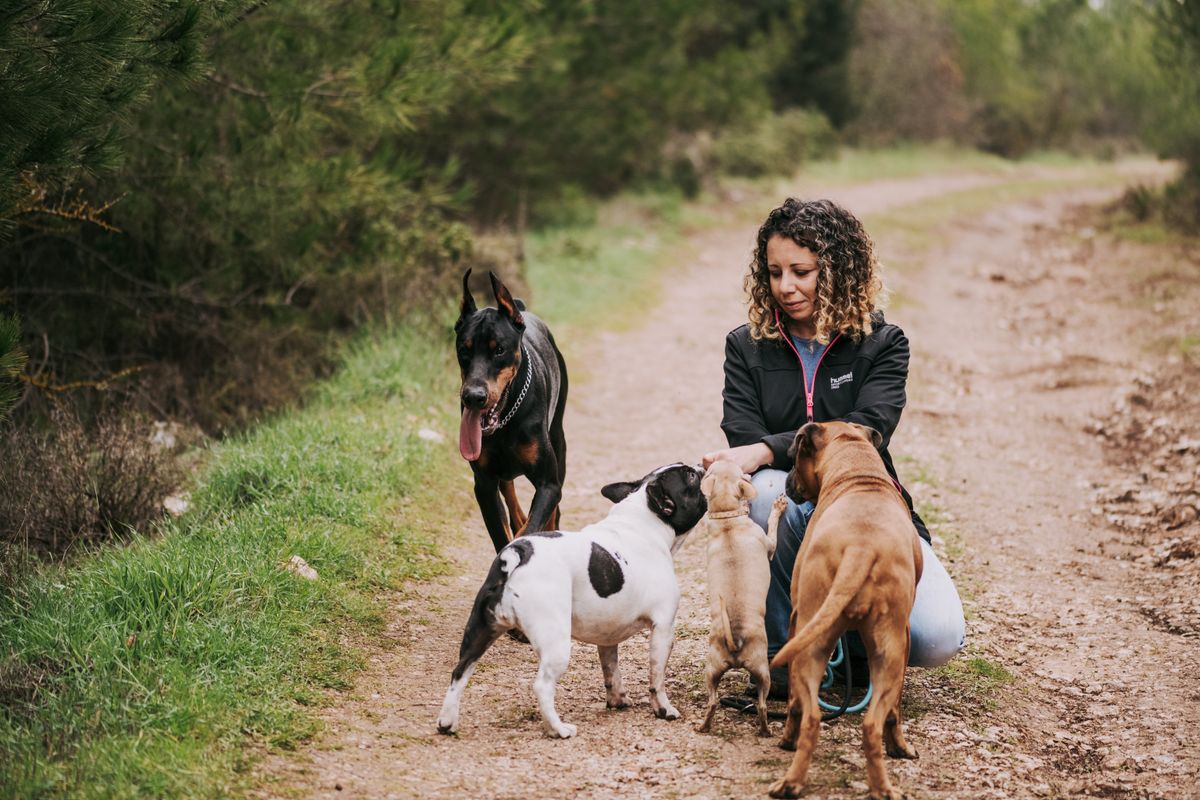How Much Dog Walkers Earn in London and How to Price Your Services