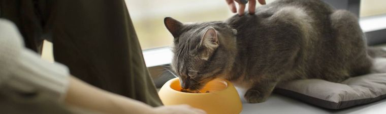 How Much Should I Feed My Cat