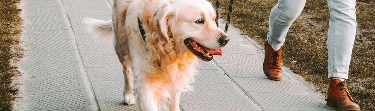 How Much To Charge For Dog Sitting in 2025?