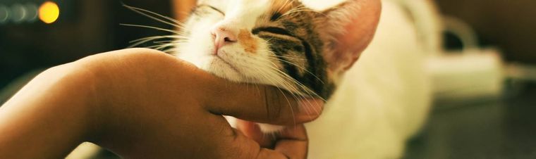 How Much To Charge For Pet Sitting in 2025?