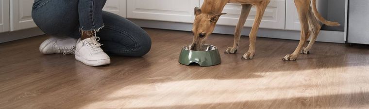 How Much to Feed My Dog? Calculation according to weight, age and activity level