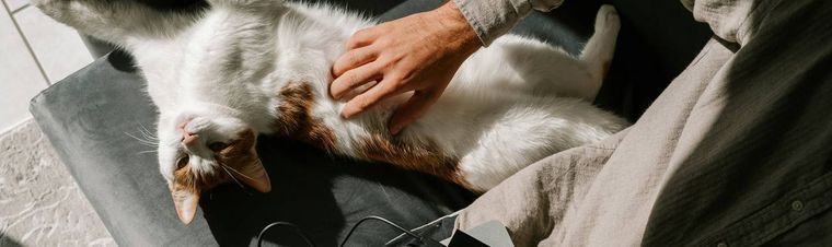 How Much To Pay a Cat Sitter in 2025?