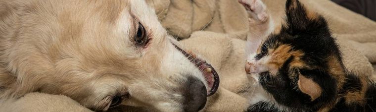 How to Be a Good Pet Sitter?