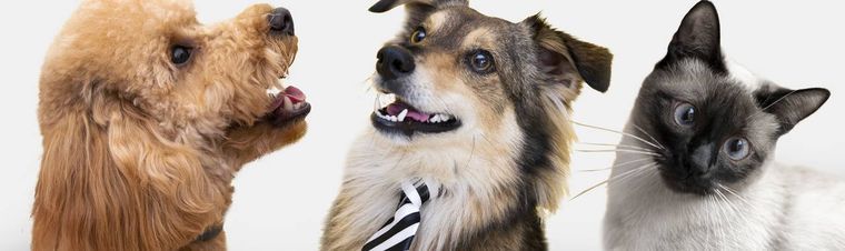 How to Become a Pet Sitter? Essential Steps to Earning Trust and Building Your Profile