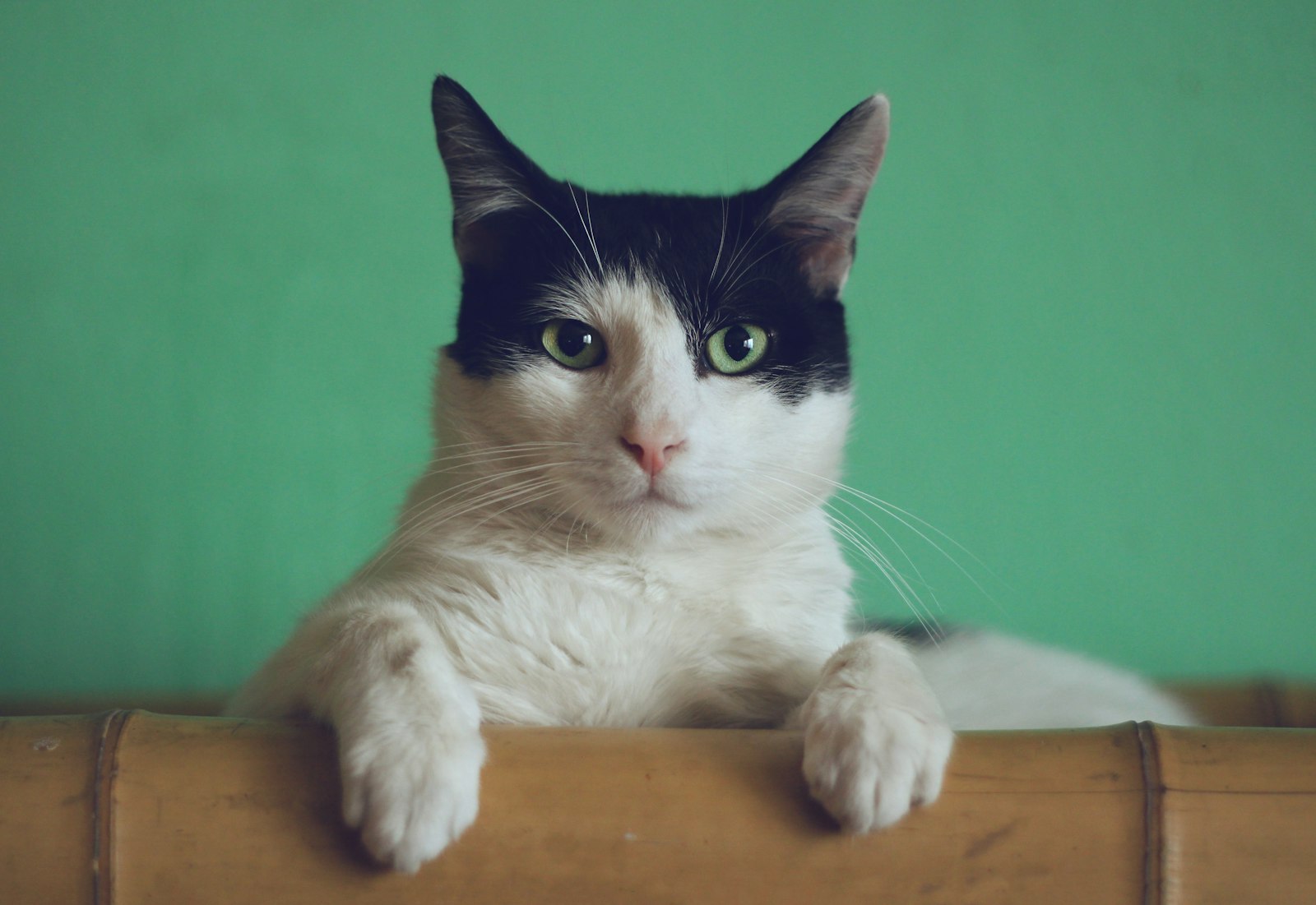 How to Choose a Cat Sitter: A Checklist of Questions to Ask Before Booking