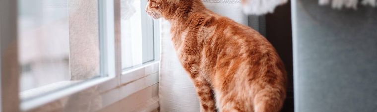 How to Help a Cat Adjust to a New Home: A Step-by-Step Guide