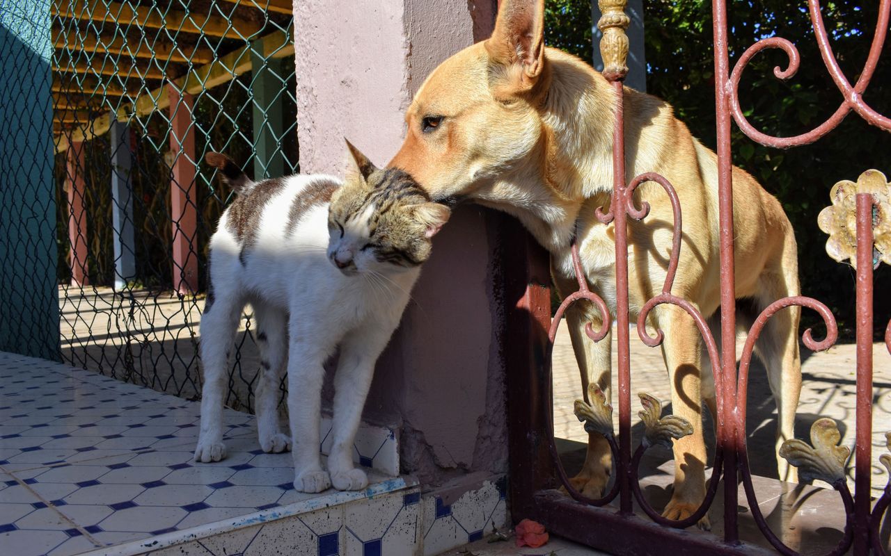 How to Introduce a Cat and a Dog: A Step-by-Step Guide
