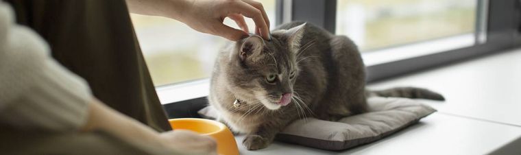 How to Pet a Cat Properly