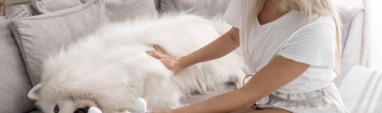 How to Pet a Dog Properly? Tips for a Happy Pup