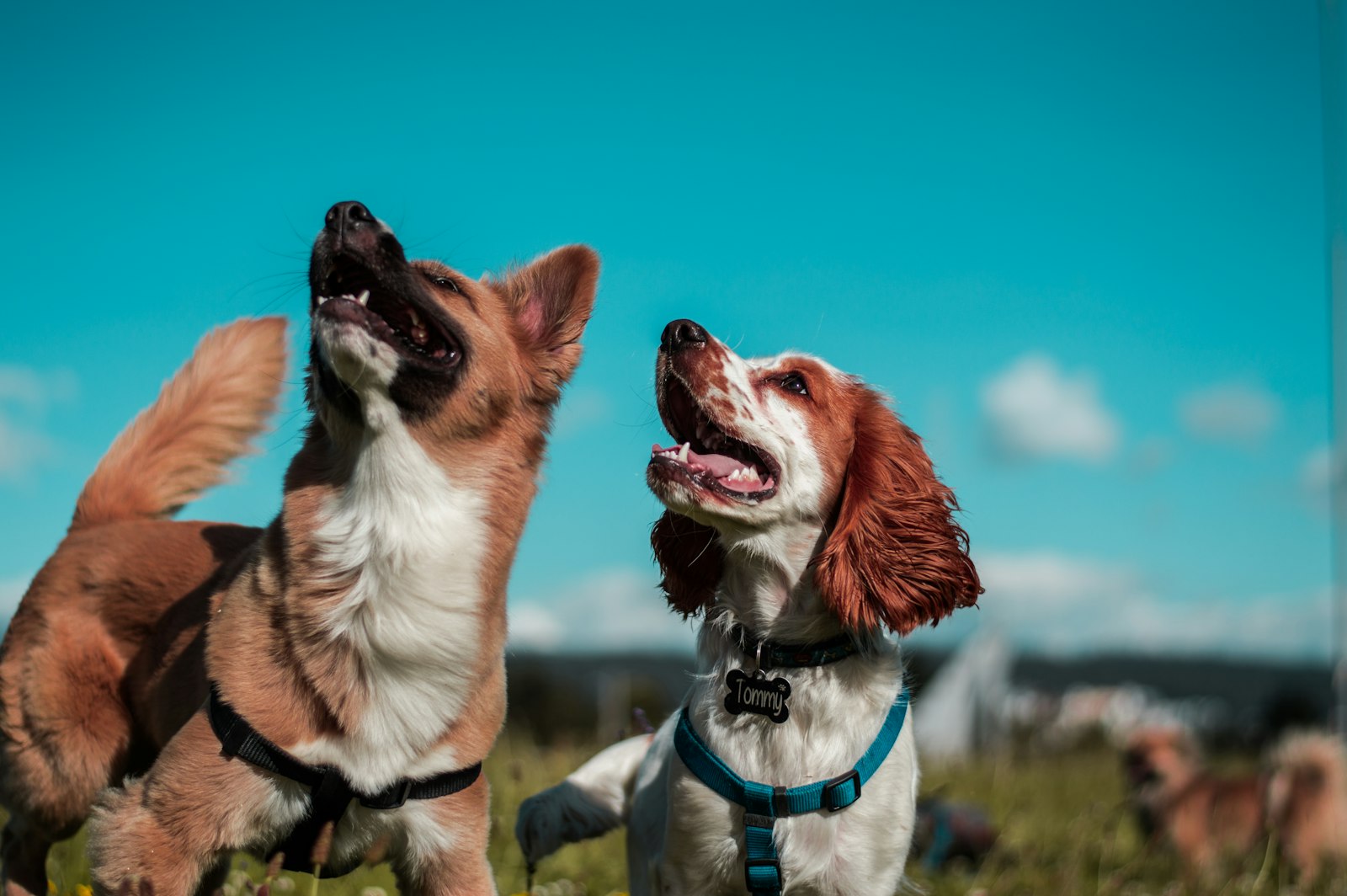 How to Stop Your Dog Barking Constantly: Methods That Work, Without the Stress