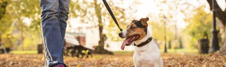 How to Train Your Dog to Walk on a Leash: A Step-by-Step Guide