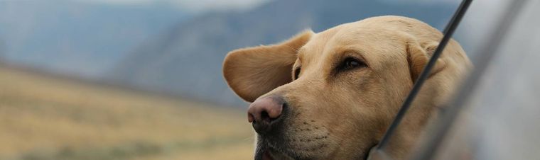 How to Travel with Animals? Proven Ways to Keep You and Your Pet Happy