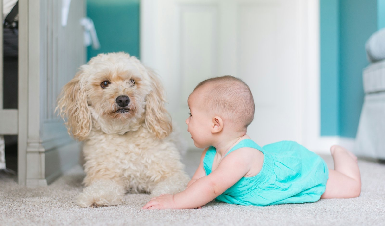 How to Introduce Your Dog to a Newborn Baby