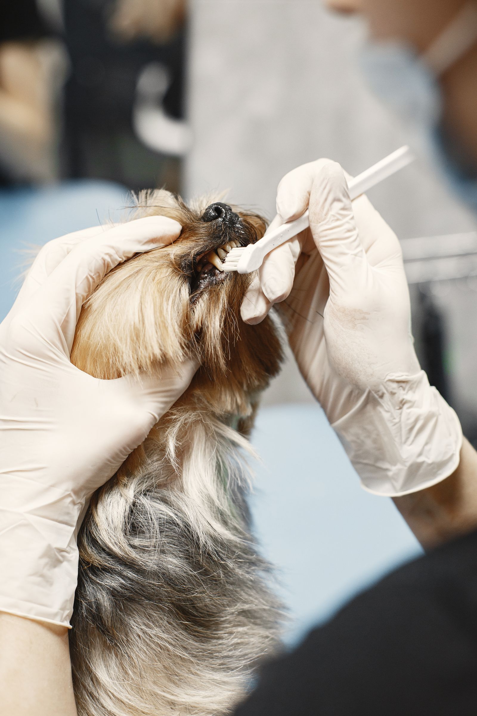 Pet Dental Care: A Simple Routine for Dogs and Cats