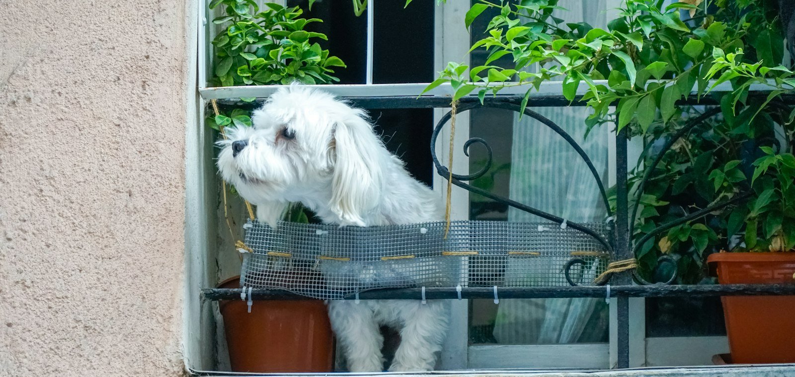 Renting in London With a Pet: How to Win Over a Landlord