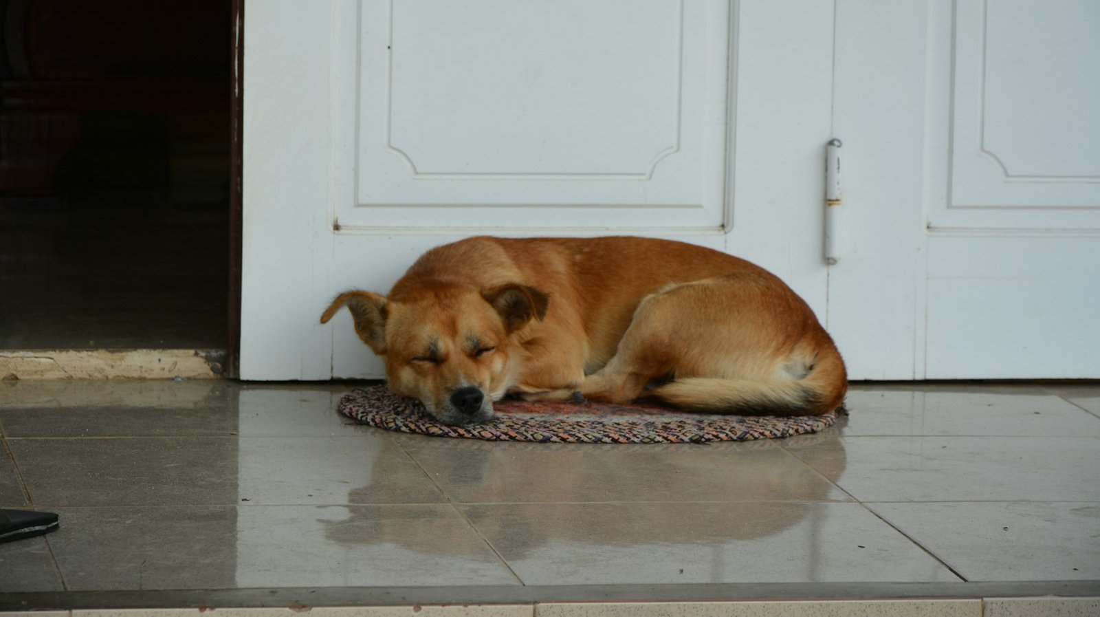 Separation Anxiety in Dogs: A Step-by-Step Plan for Calm Alone Time