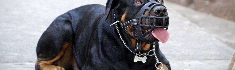 Should I Muzzle My Dog on Walks? Answers to popular questions