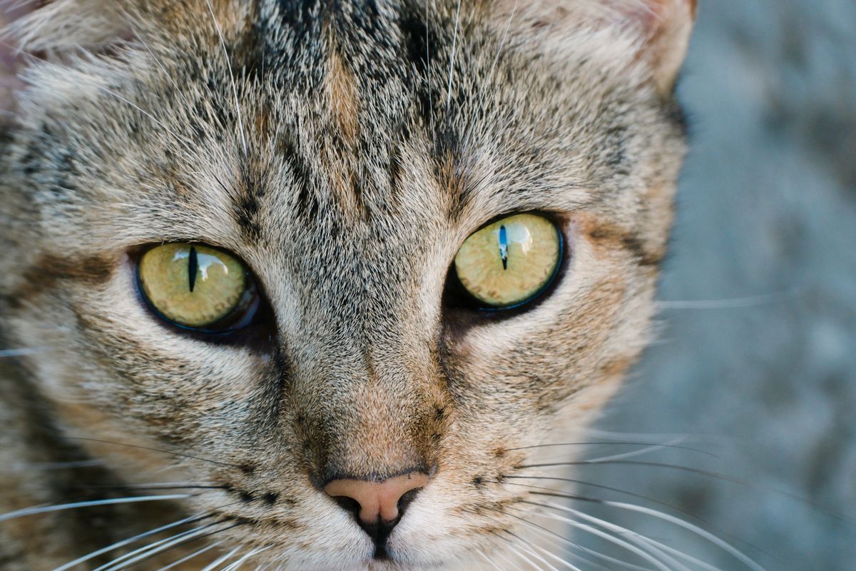 Signs of Stress in Cats: How to Recognize and Address Them