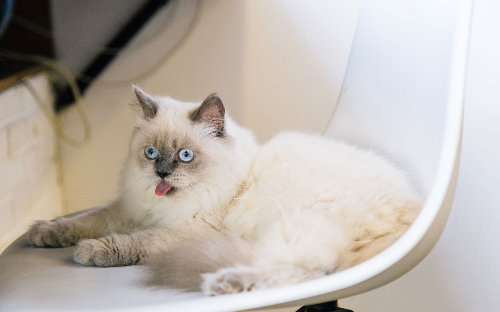 Signs of Stress in Cats: How to Recognize and Help