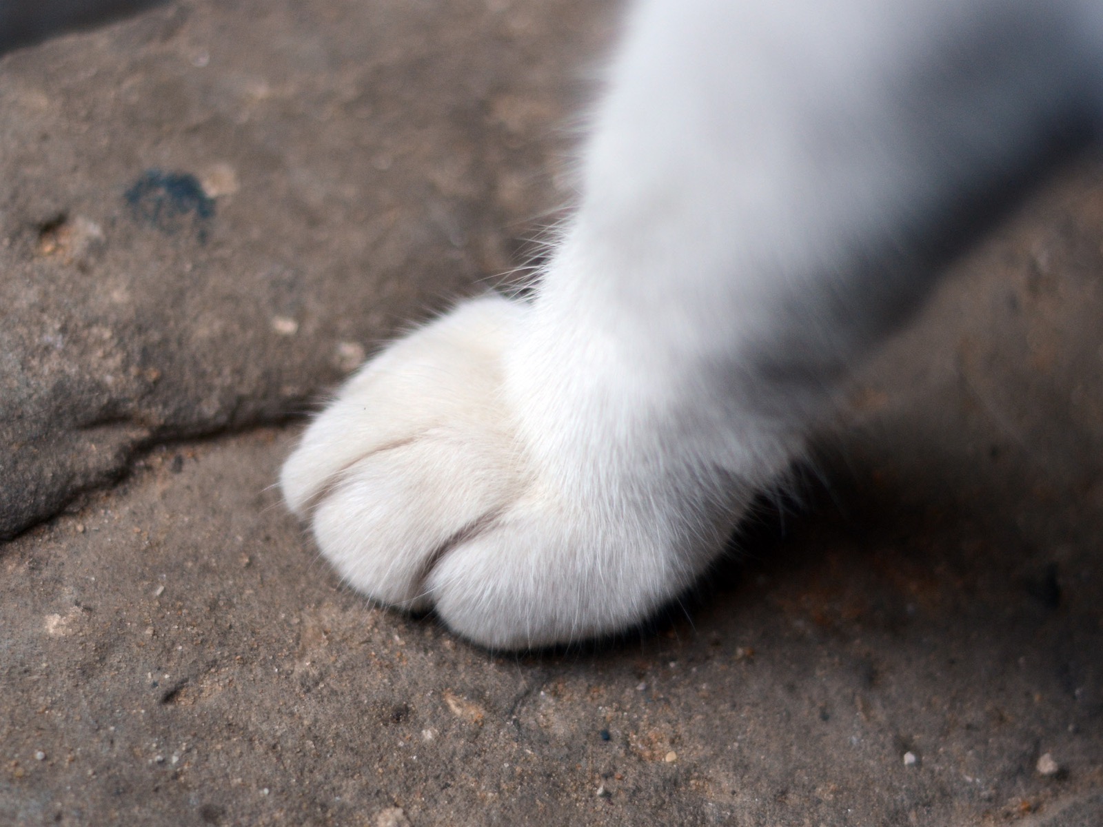 How to Trim Your Pet's Nails at Home Without Stress