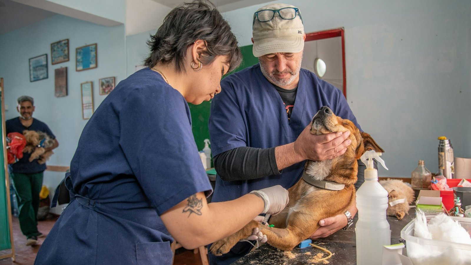 What a Pet Sitter Should Do in an Emergency: Illness or Injury