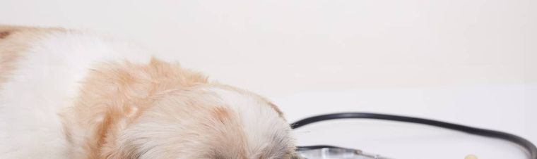 What Can You Give a Dog for Pain?