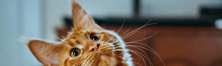What Do Cats Think When You Go on Vacation?