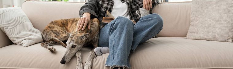 What is Pet Sitting?
