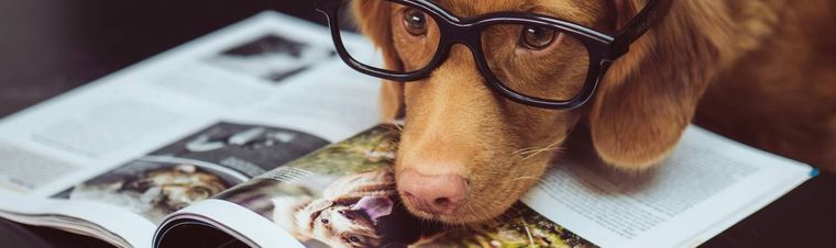 What Kind of Jobs Work with Animals?