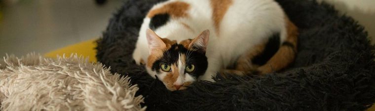 What to Do with a Cat on Vacation?