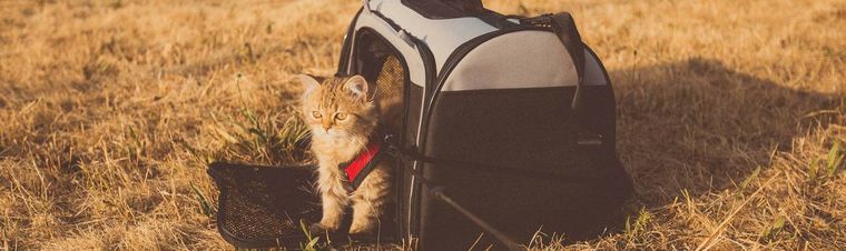 Where Can I Leave My Pet While On Vacation?