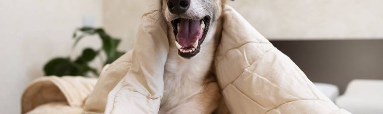 Why Does My Dog Wake Up So Early? Common Causes and Solutions