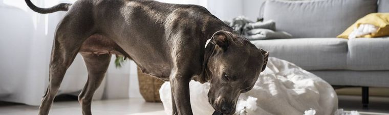 Why Is My Dog Being Aggressive All of a Sudden? Understanding Sudden Behavior Changes