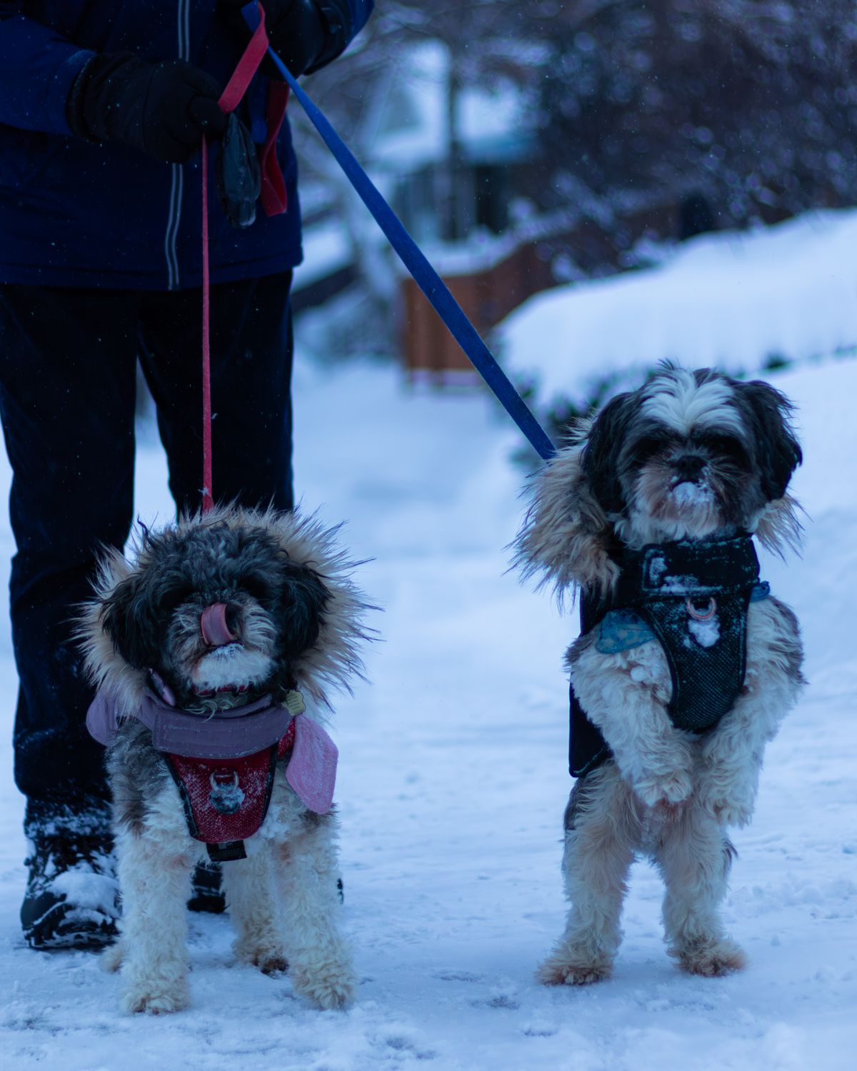 Winter Dog Walks: How to Walk Your Dog in Cold, Slush and Ice